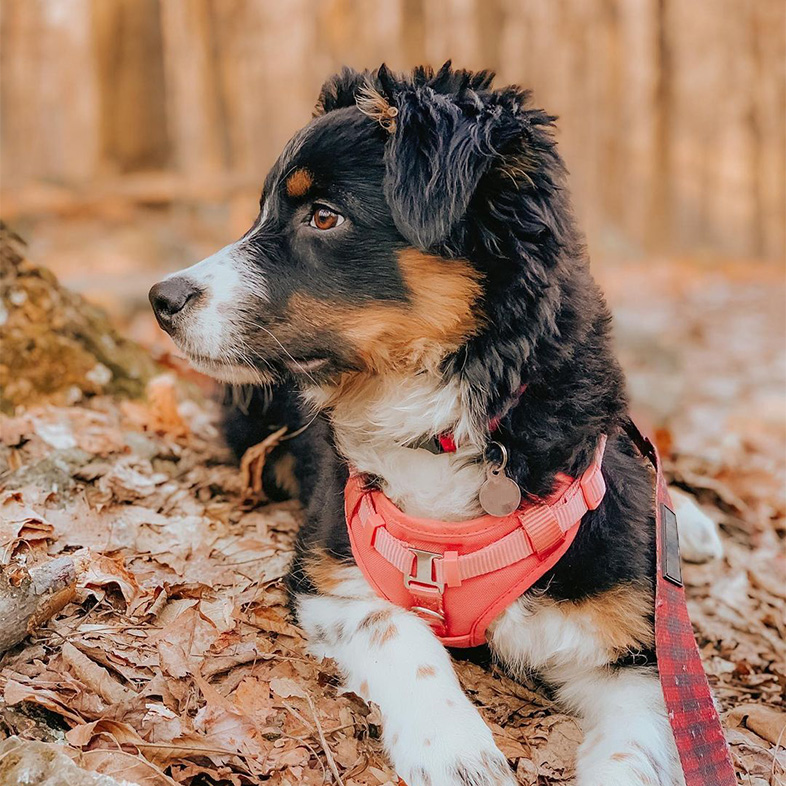 Black tricolor Australian shepherd lying down in fall leaves wearing neon coral harness looking to the left.
