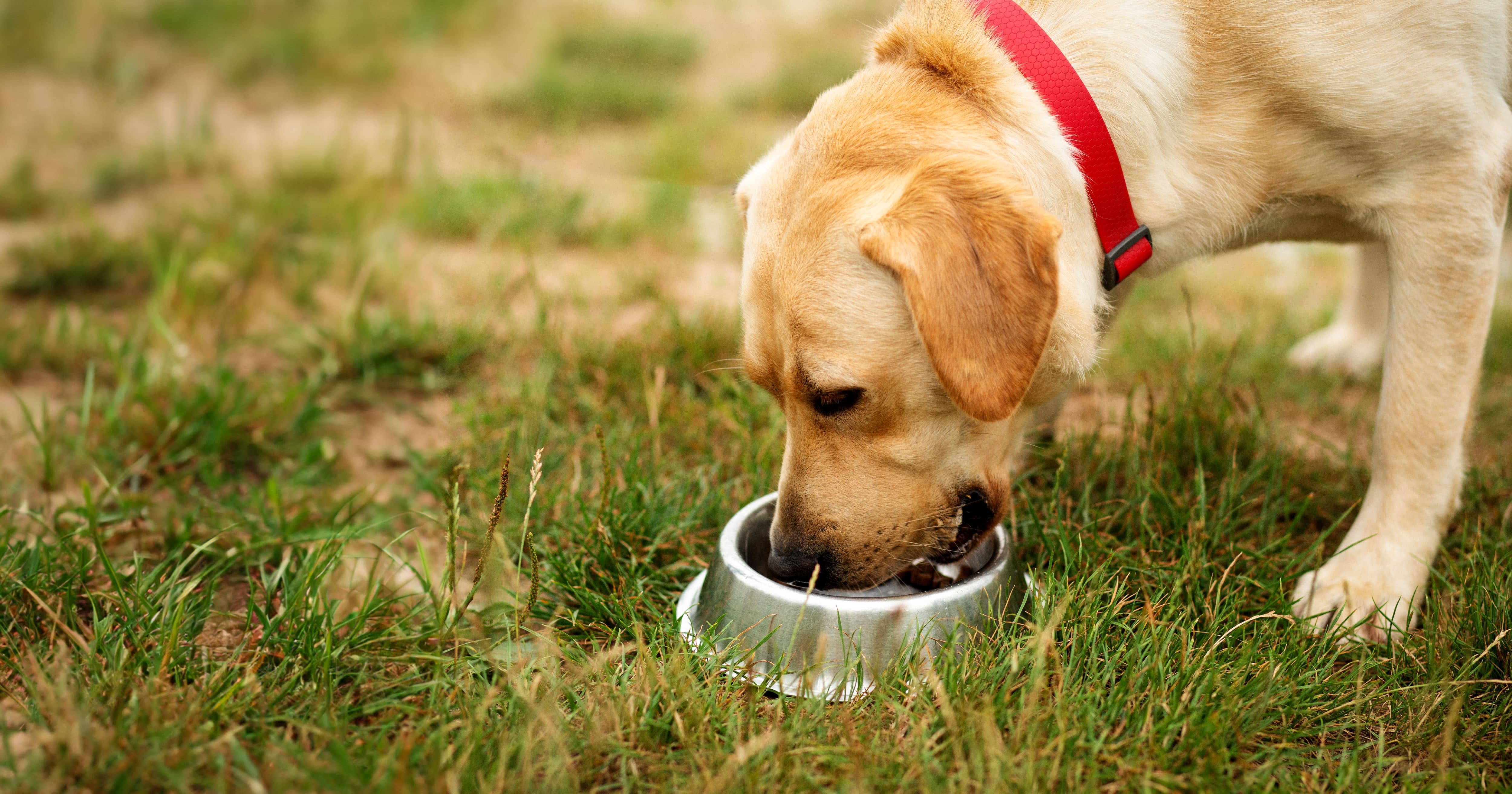 A dog eating kibble out of a metal bowl on the ground outside.