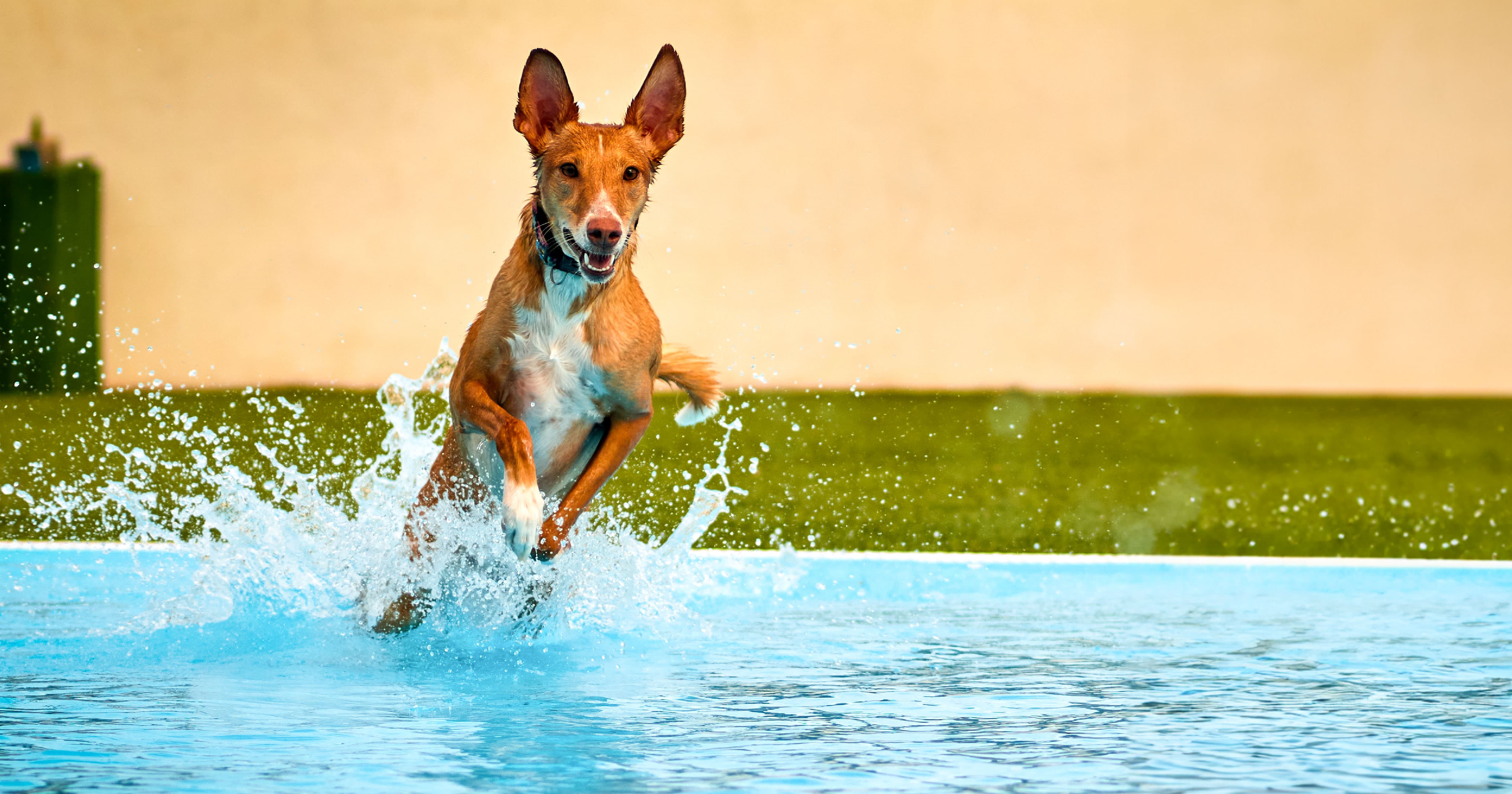 A dog jumping through a shallow pool of water.