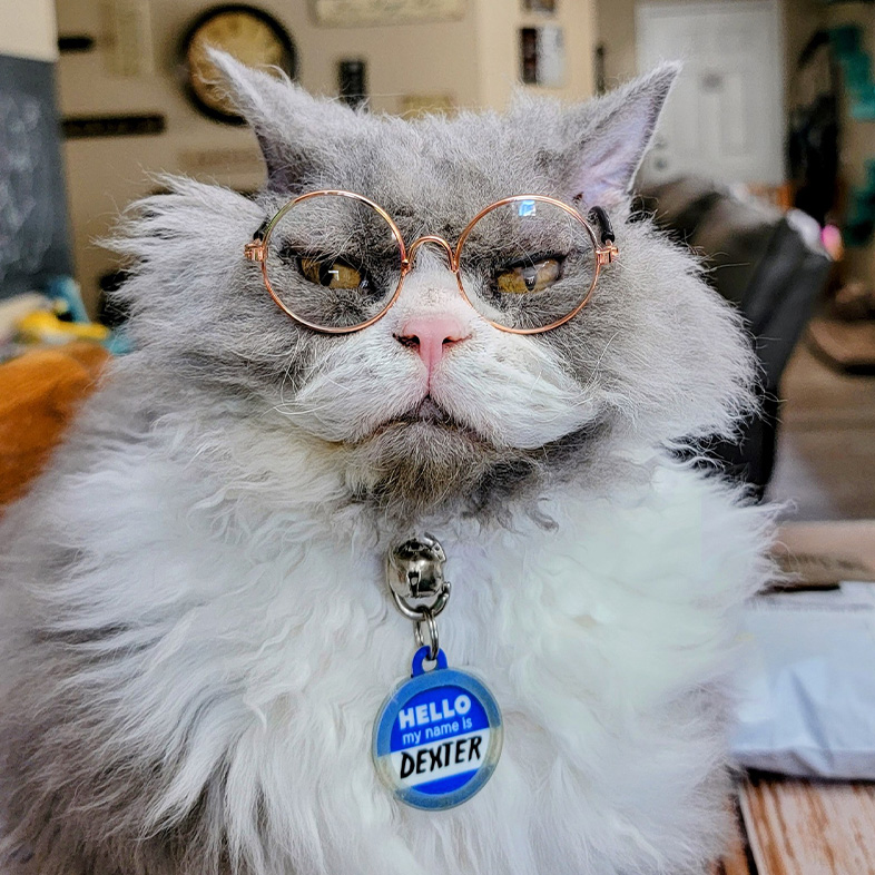 Furry gray and white cat wearing round glasses looking angry.