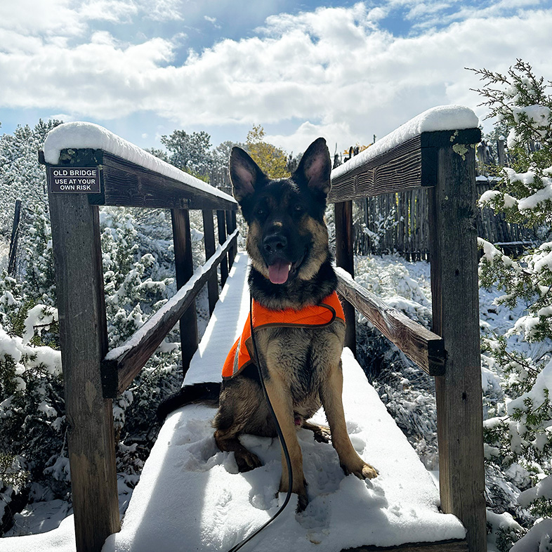 German shepherd wearing bright orange vest sitting on a snowy bridge.
