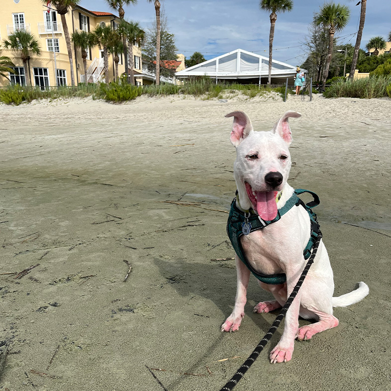 Mixed breed dog sitting on the beach wearing a teal harness sticking tongue out.