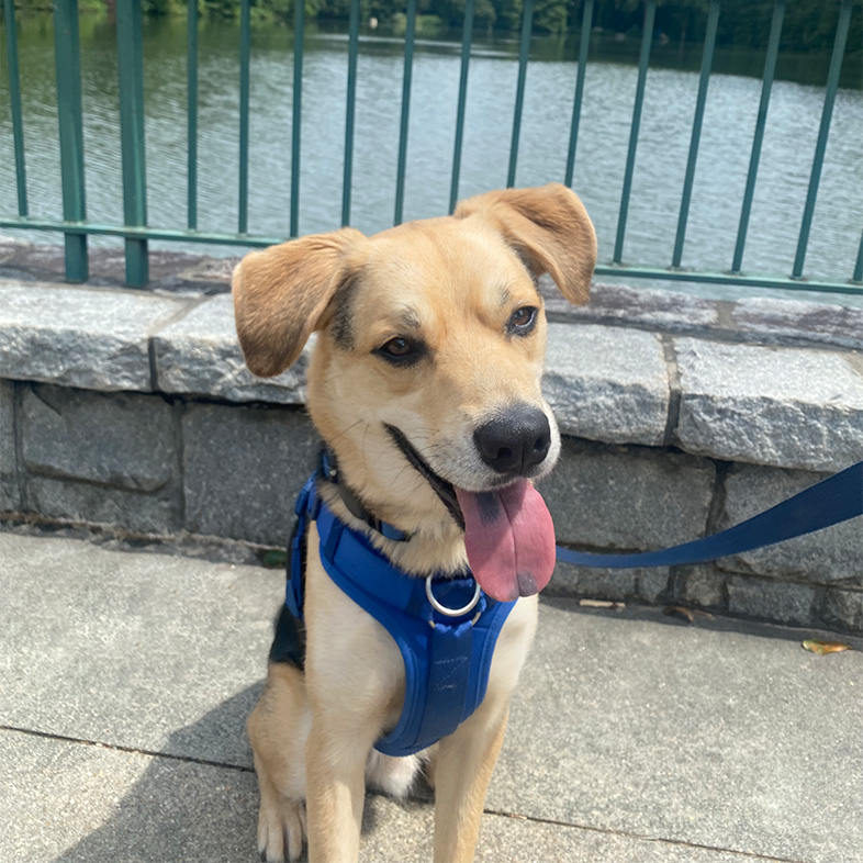Mixed breed dog wearing a blue harness sitting in front of a lake.