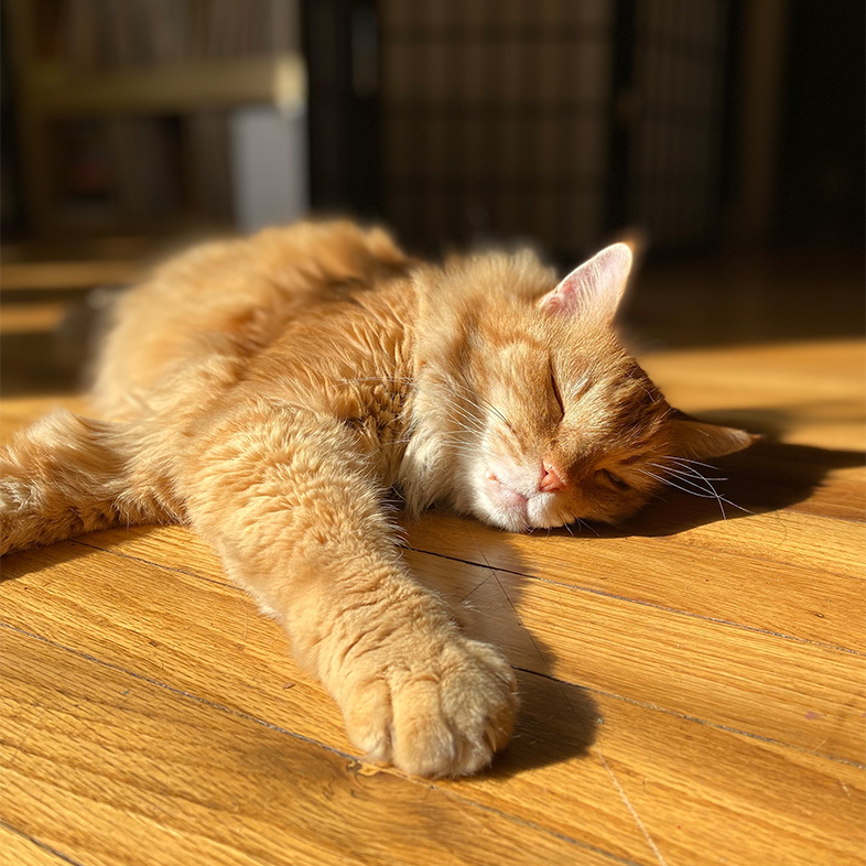 Orange domestic longhair and Maine coon mix lying down on wooden floor with paws stretched out.