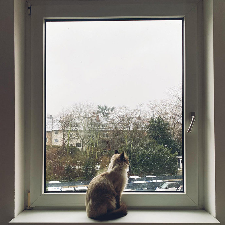 Siamese cat sitting on a white windowsill looking out the window.