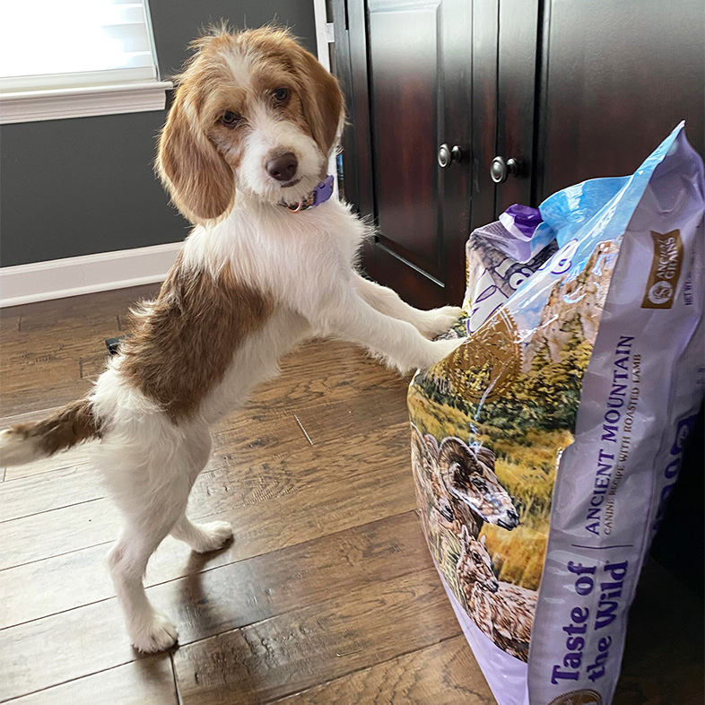 White and brown mixed breed dog standing with front paws propped on Ancient Mountain bag.