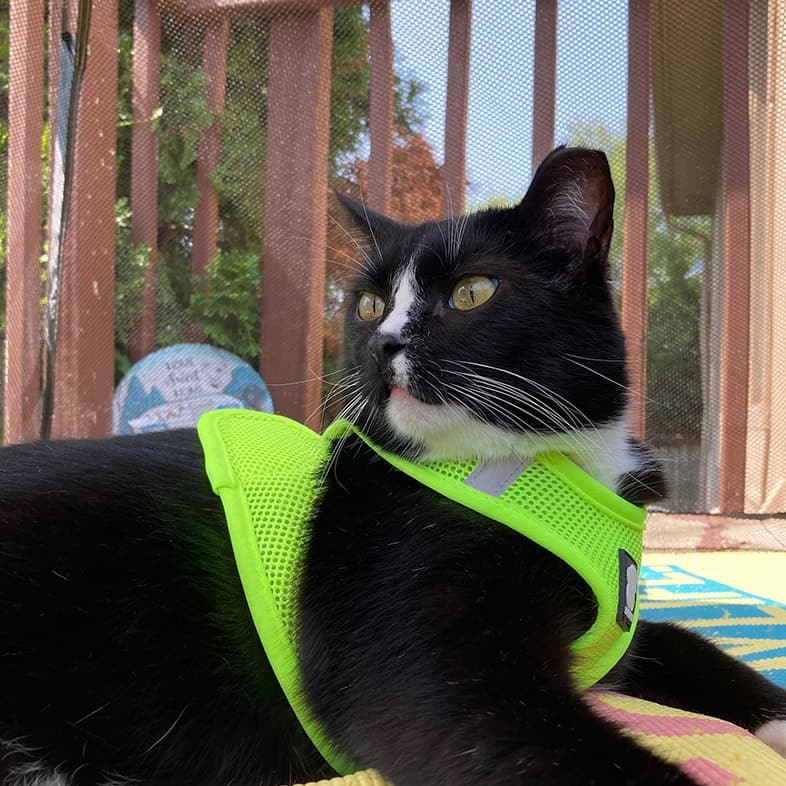 Black and white cat wearing neon green harness lying down on a deck.