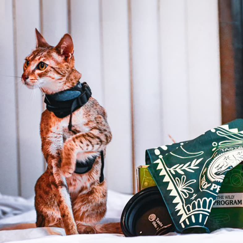 Brown savannah cat sitting and wearing a dark blue harness looking to the left with merch box sitting on the right.