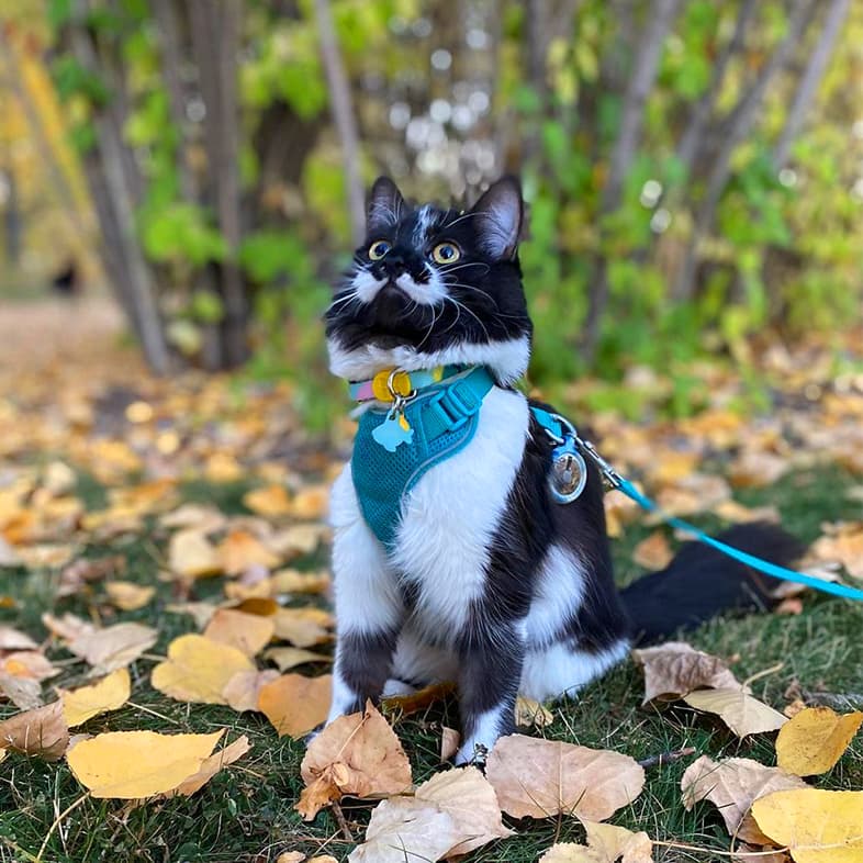 Fluffy black and white cat wearing a teal harness sitting in the grass surrounded by yellow and orange autumn leaves.