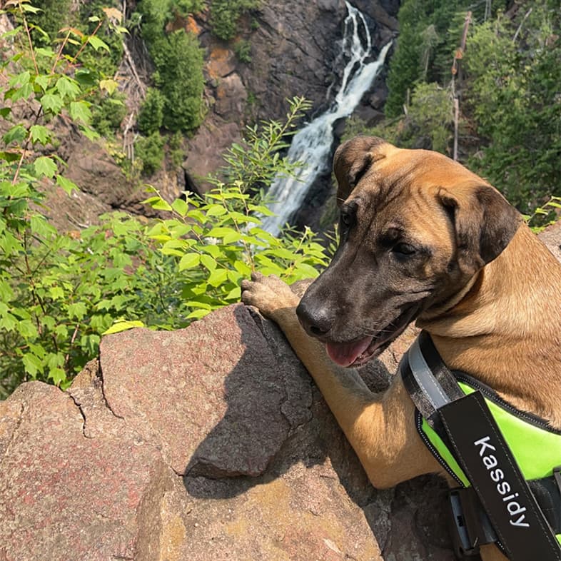 Mixed breed dog wearing a green harness lying down on a rock with a waterfall in the background.