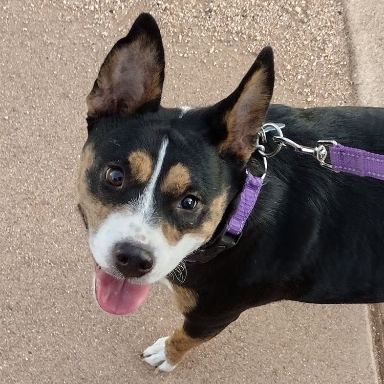 Mixed breed dog wearing a purple harness and sticking tongue out looking up at the camera.