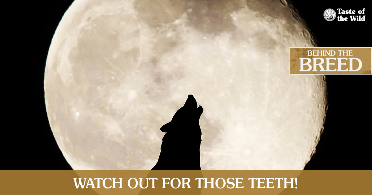 A silhouette view of a dog howling in front of the moon at night next to text that reads, ‘Watch out for those teeth’.