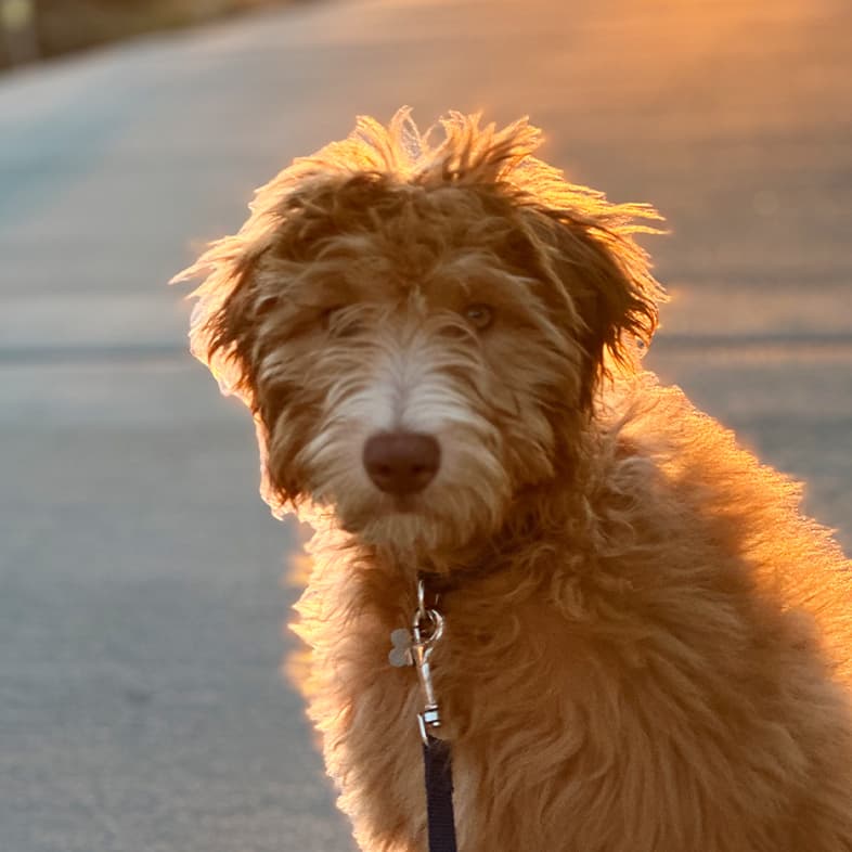 Whoodle sitting on pavement and looking at camera with sunset light in the background.