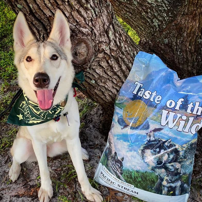 Wolfdog wearing a dark green bandana and sitting in front of a tree next to a Pacific Stream Puppy dog food bag.