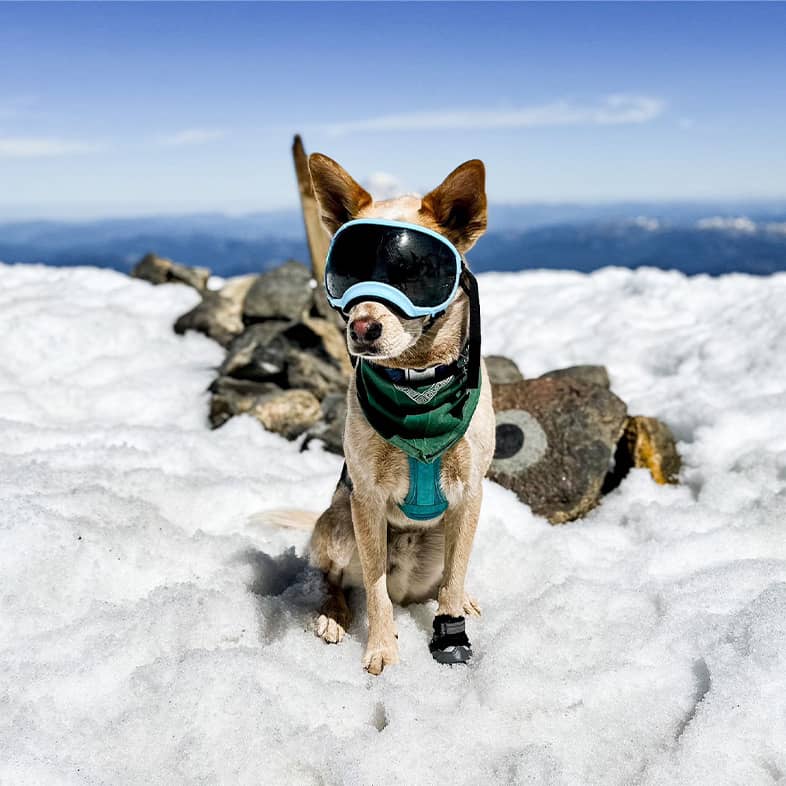 Australian cattle dog husky mix wearing snow goggles, bandana and harness sitting in snow at top of mountain.