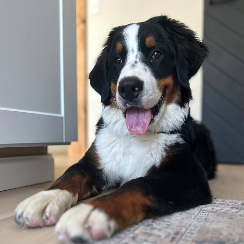 Bernese mountain dog puppy lying down and sticking tongue out.