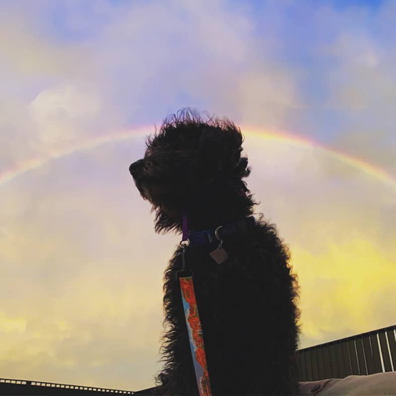 Black doodle sitting down with a rainbow and cloudy sky in the background.