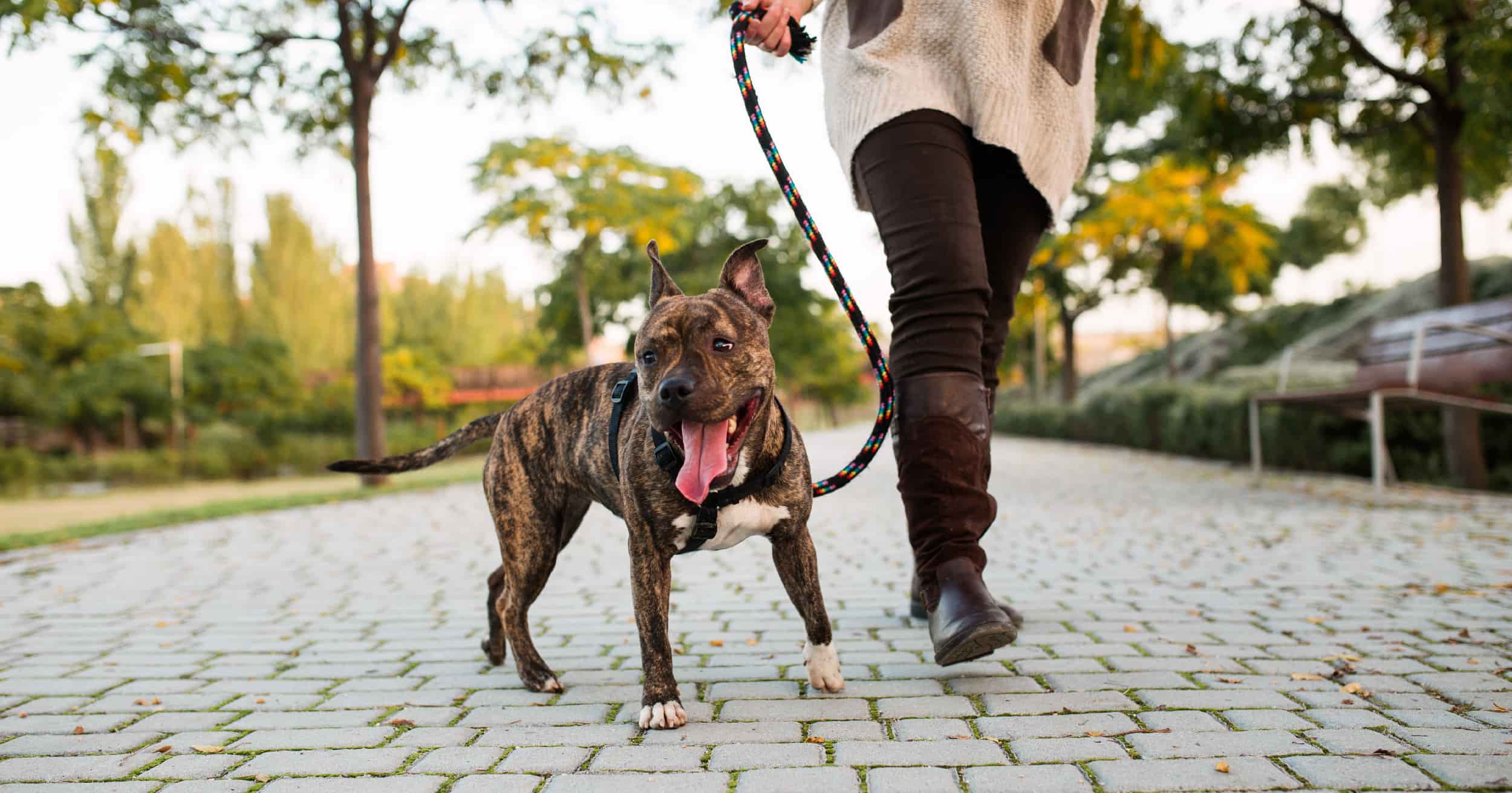 A dog on a leash walking with its owner through a park.