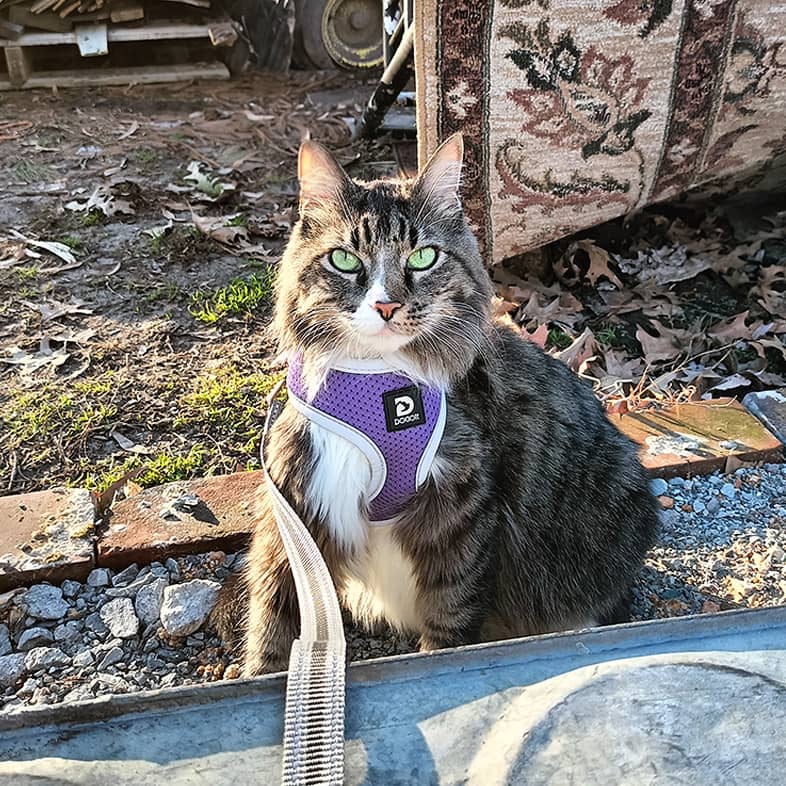 Domestic longhair cat wearing a purple harness and sitting outside looking at the camera.