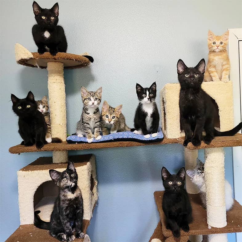 Group of 11 cats hanging out in a large cat tree.