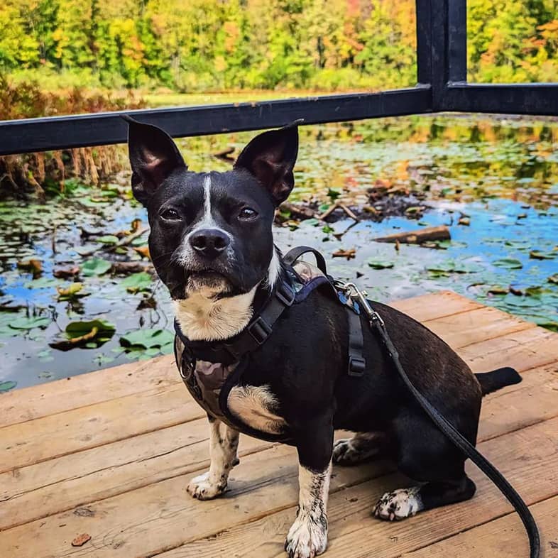 Jack Russell and Boston terrier mixed breed dog wearing a black and camo harness sitting on a deck in front of fall trees and pond.