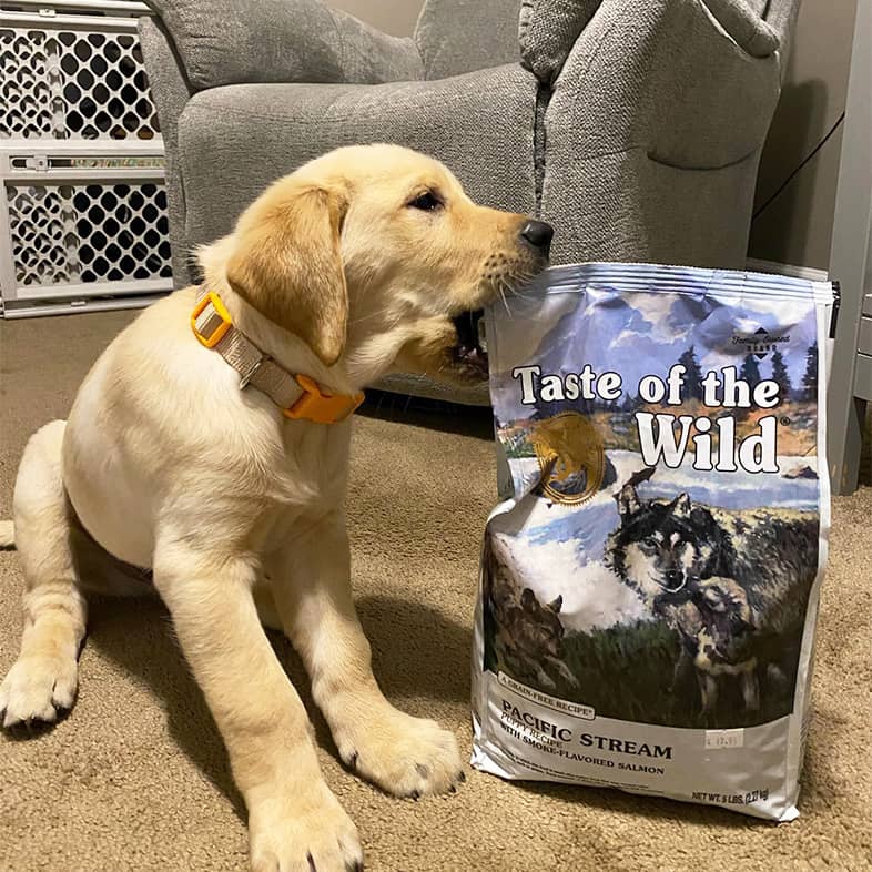Labrador retriever puppy sitting next to a Pacific Stream Puppy Recipe bag and biting at the top of the bag.
