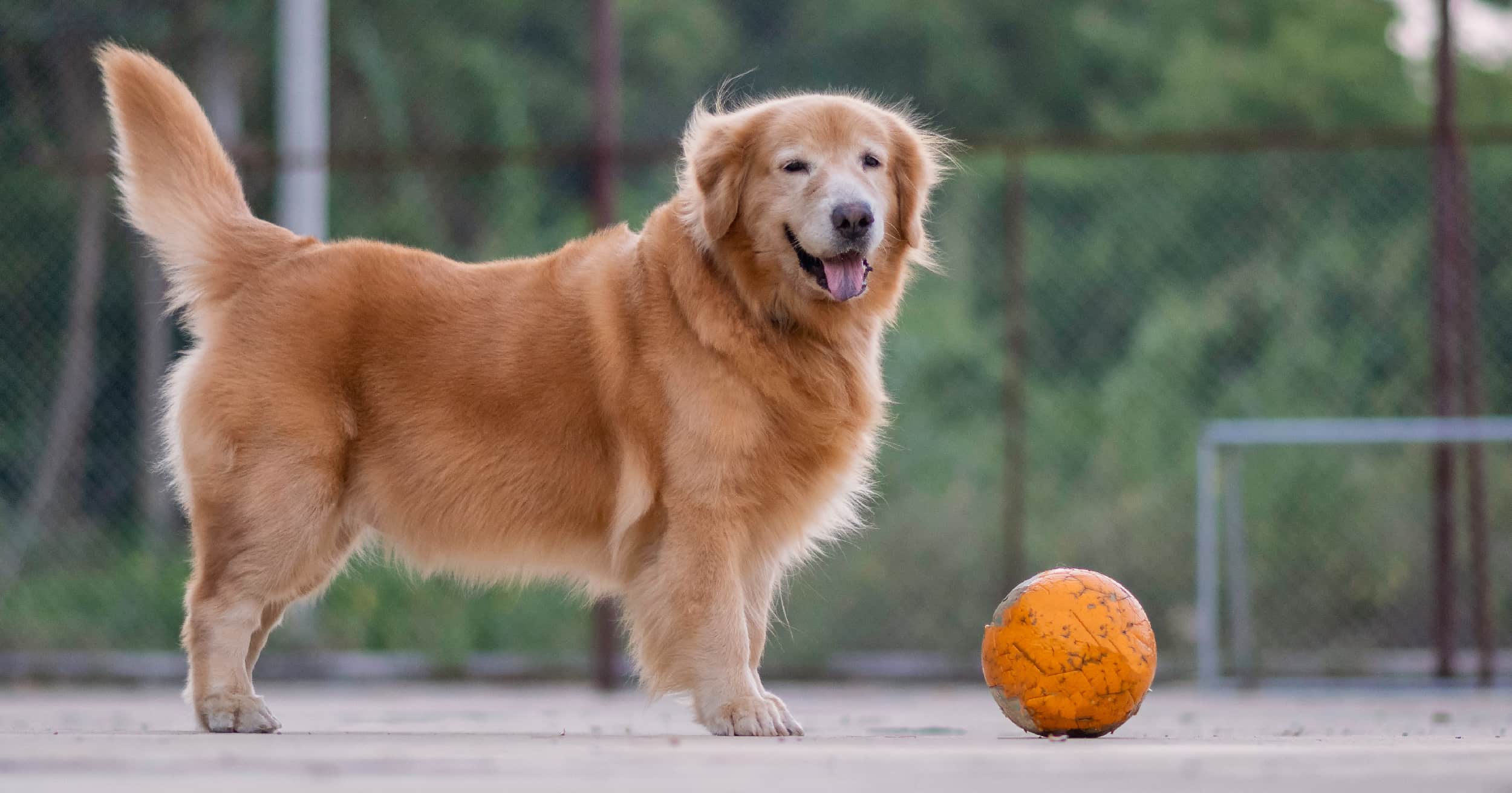 An overweight older dog standing in front of a soccer ball outside.