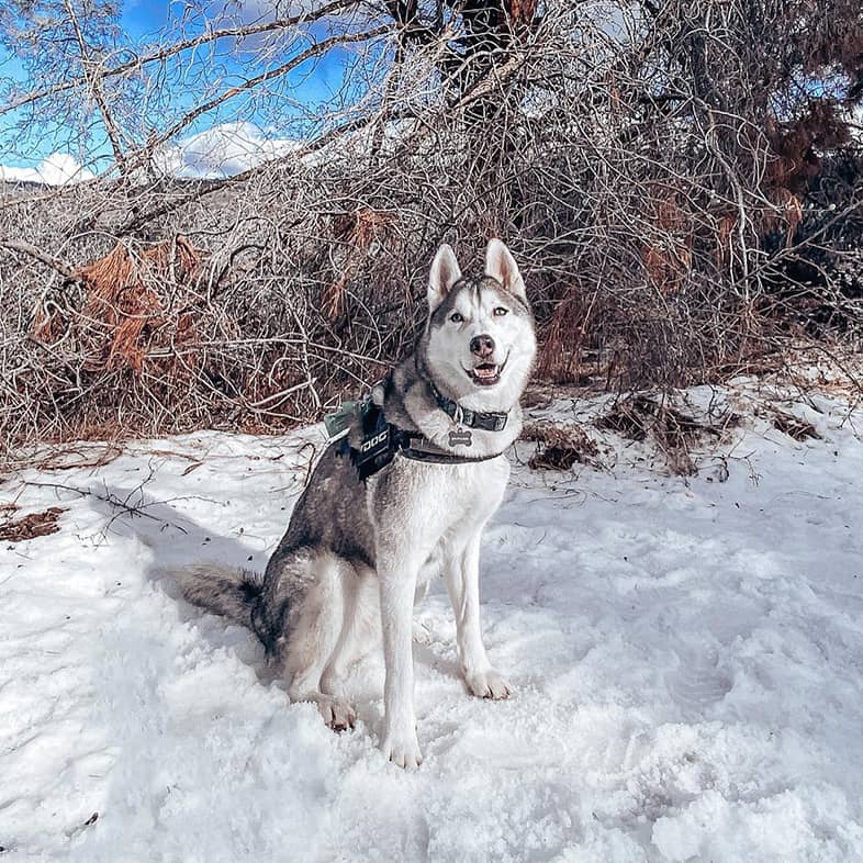 Siberian husky sitting in the snow in front of winter trees looking at the camera.