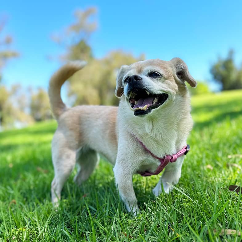 Small mixed breed beige dog wearing a pink harness walking through the grass.