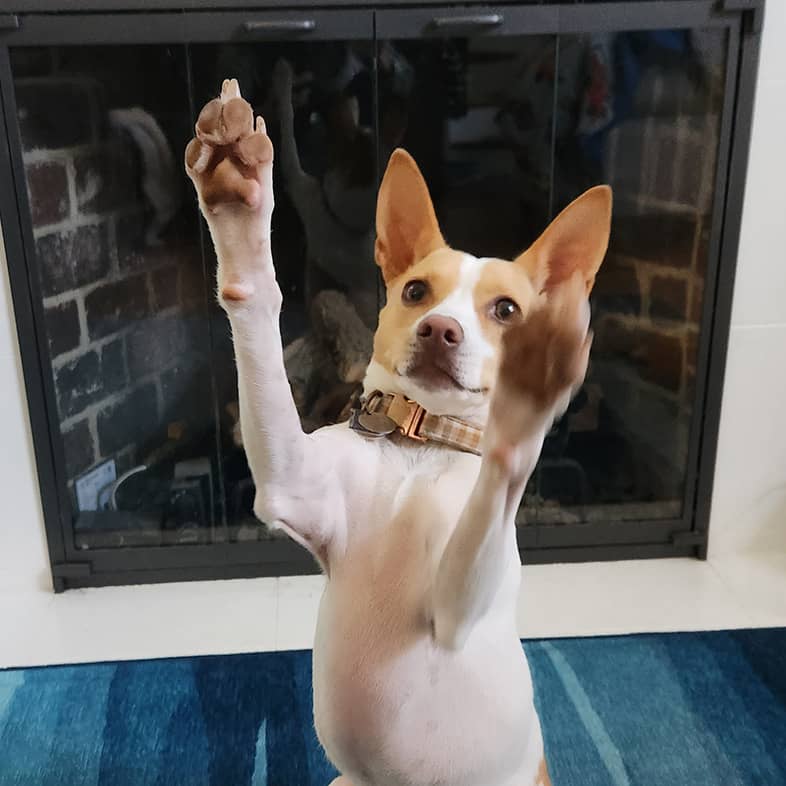 White and light brown rat terrier sitting on a blue rug in front of a fireplace with front paws up in the air.