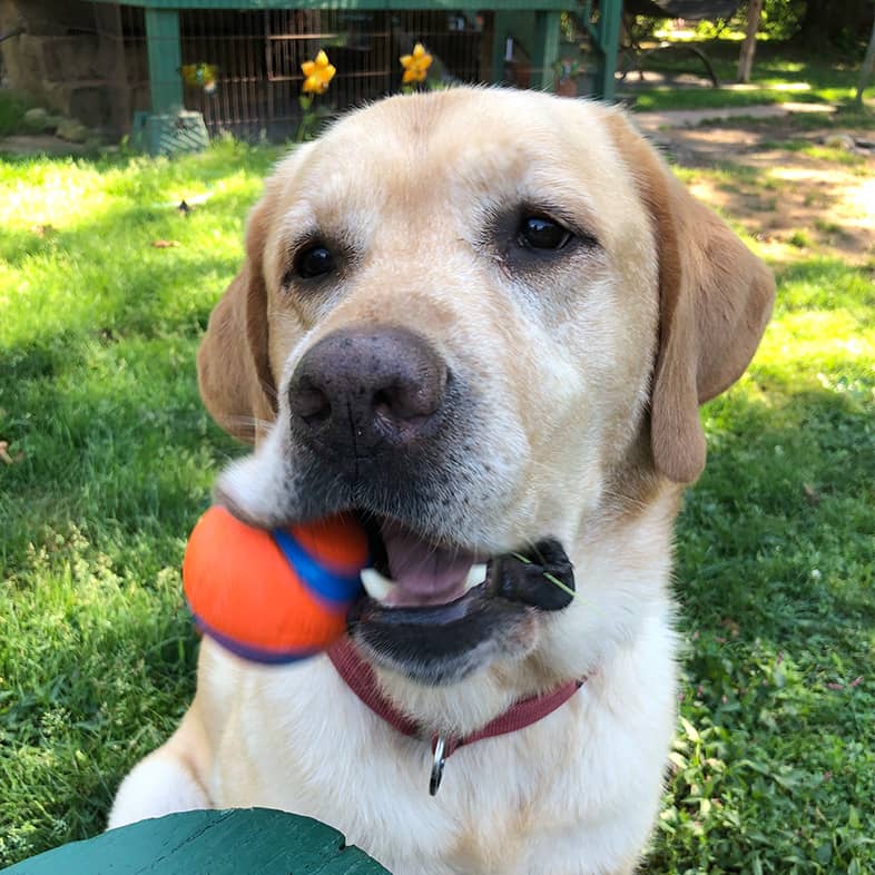 Yellow Labrador retriever sitting in grass with a ball in their mouth.