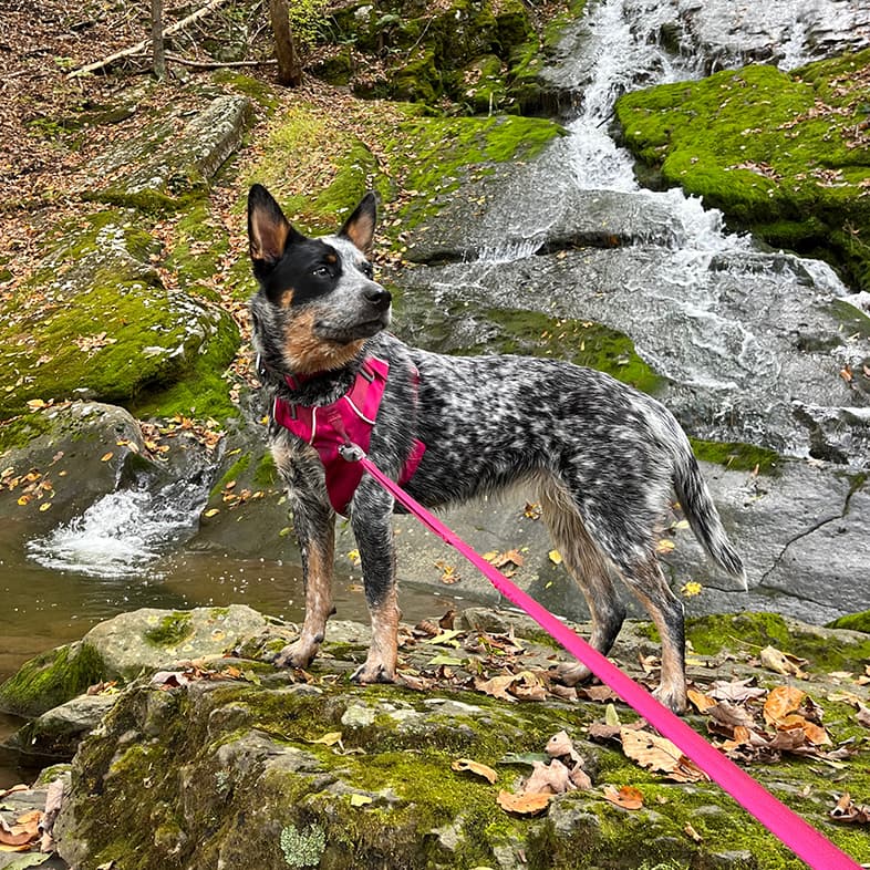 Australian cattle dog wearing bright pink harness and leash standing on a rock in front of a waterfall.