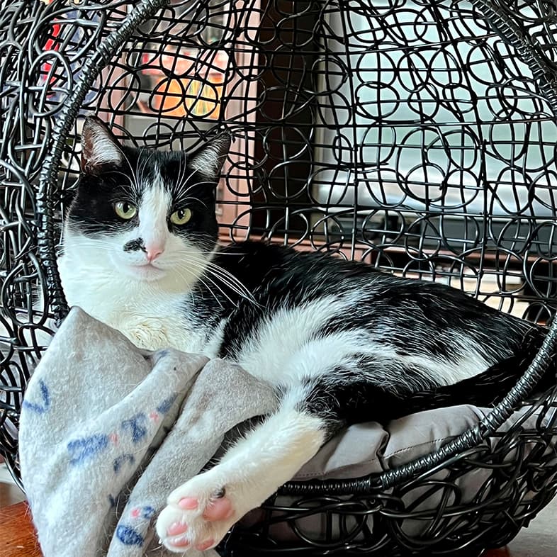Black-and-white domestic shorthair cat lying down in a small egg-shaped chair.