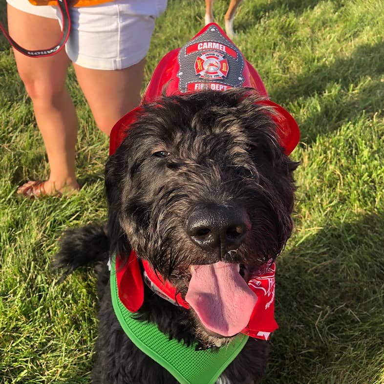 Black labradoodle wearing a firefighter hat, red bandana and green harness sitting in the grass and sticking tongue out.