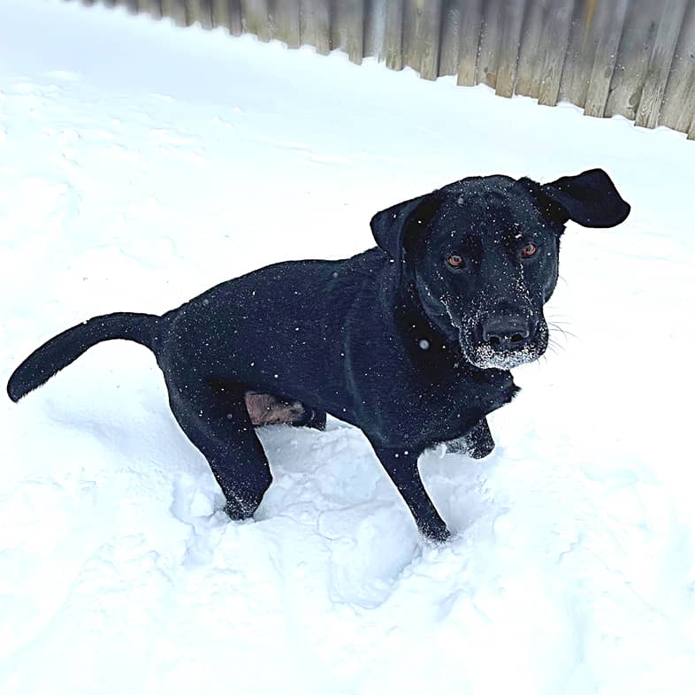 Black Labrador retriever standing in the snow and looking at the camera.