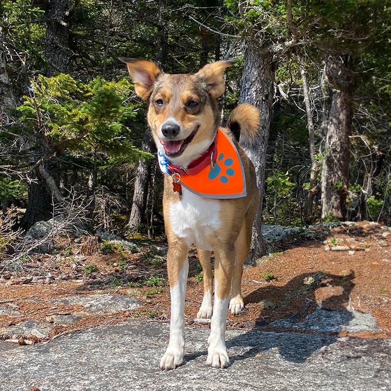 Brown-and-white mixed-breed dog standing on a rock wearing an orange bandana.