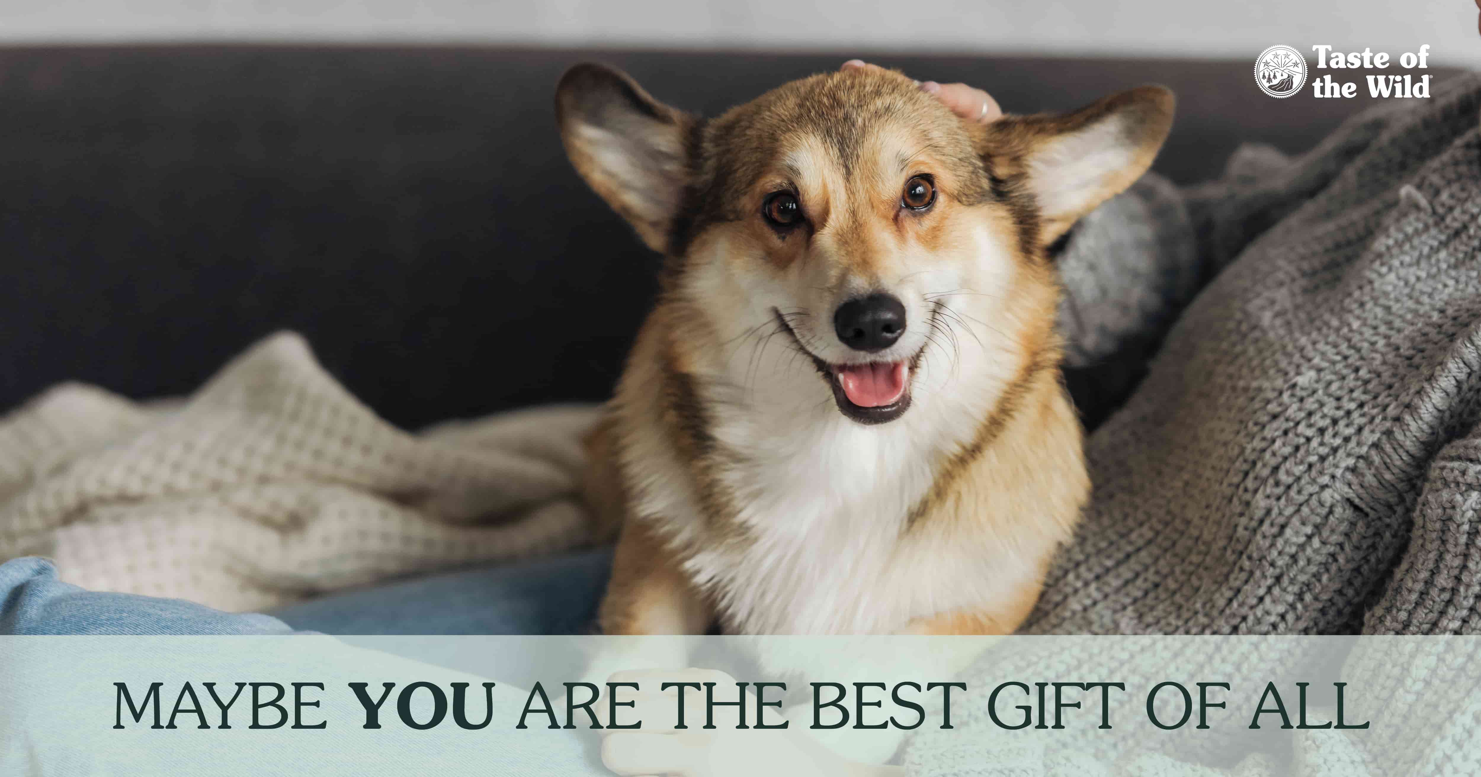 A dog lying on its owner's lap on a couch next to text that reads, ‘Maybe you are the best gift of all’.
