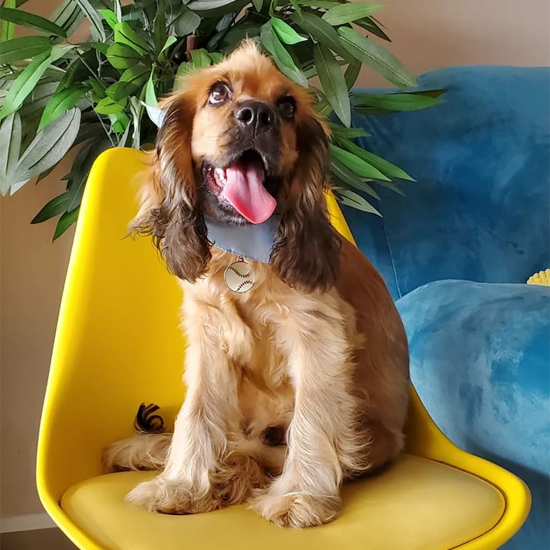 English cocker spaniel sitting in a yellow chair while sticking tongue out and looking up.