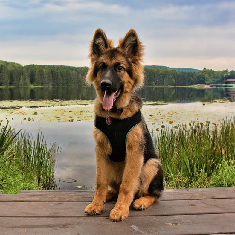German shepherd sitting on a wooden deck in front of the water and trees.