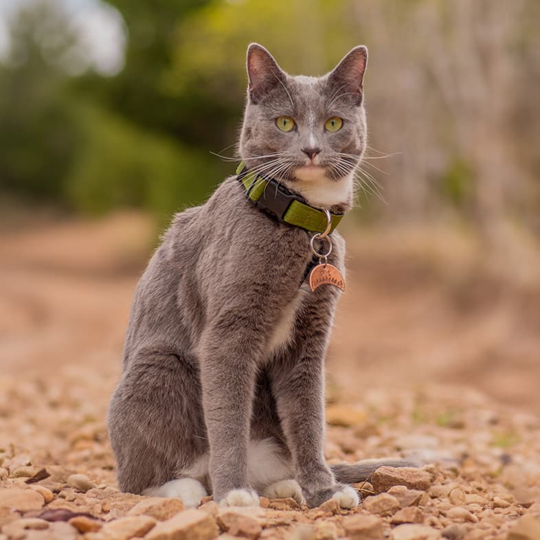 Gray domestic shorthair cat sitting outside wearing a green collar.