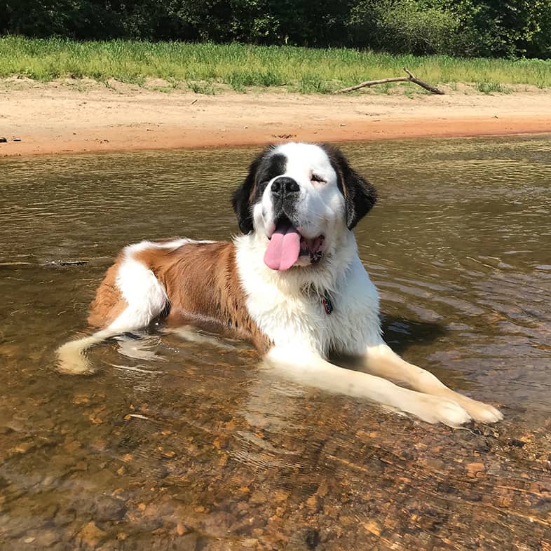 Saint Bernard lying down in shallow stream and sticking tongue out.
