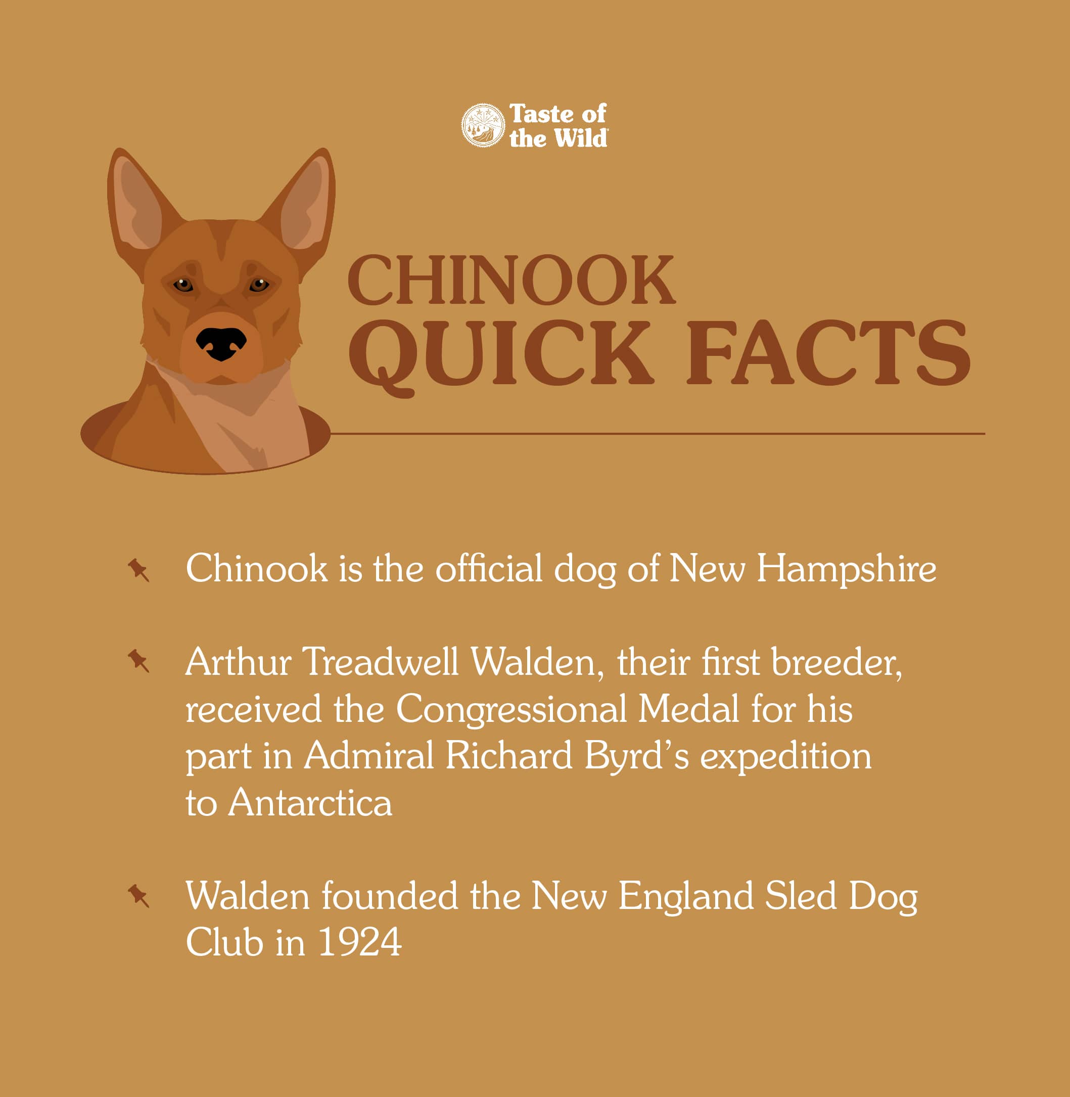 An interior graphic detailing three quick facts about chinook dogs.