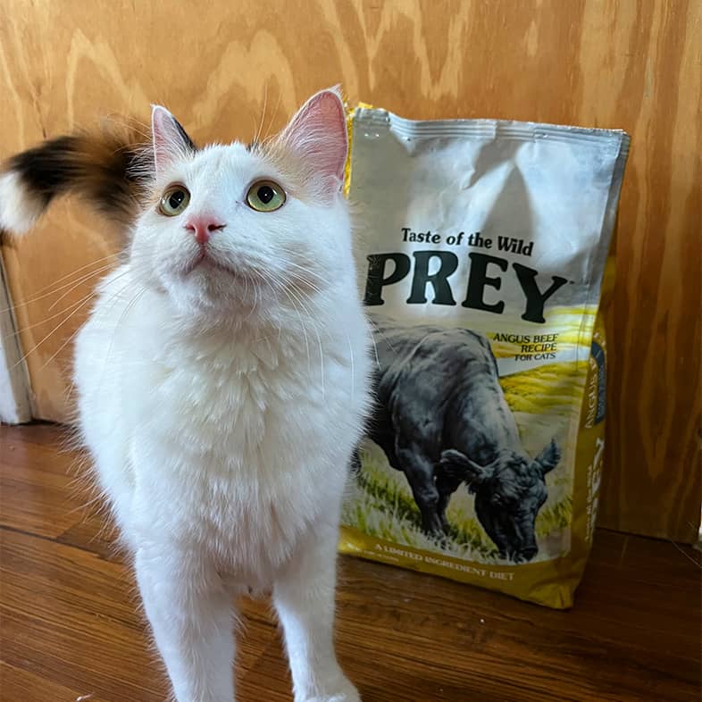 White furry cat standing in front of a Taste of the Wild PREY bag and looking up.