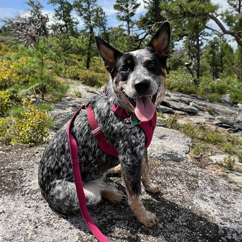 Australian cattle dog wearing a pink harness sitting on hiking trail and looking at camera with mouth open.