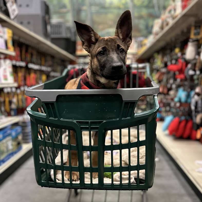 Belgian malinois puppy standing in a green shopping cart in a store aisle.