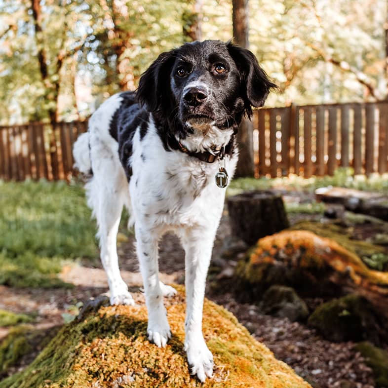 Black and white mixed breed dog standing on a mossy fallen log.