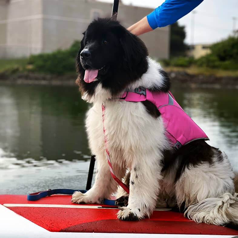 Black and white Newfoundland sitting on red and white paddleboard in the water.