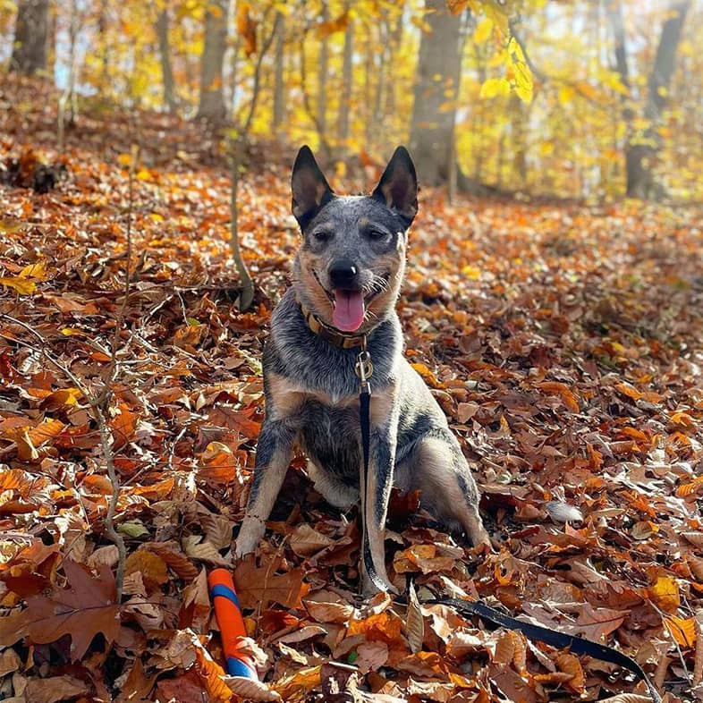 Blue heeler sitting in a forest of fall leaves and autumn trees.