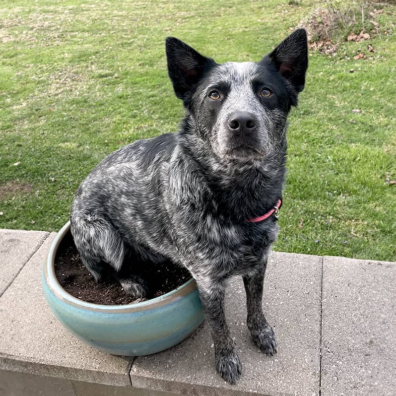 Blue heeler sitting with bottom and back legs in a potted plant outdoors.