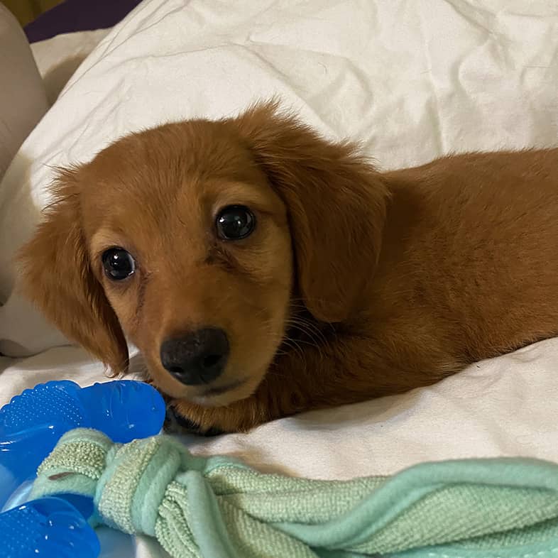 Brown miniature dachshund puppy lying down on white bed with blue chew toy.
